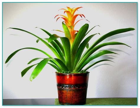 Check spelling or type a new query. Tropical Flowering House Plants | Home Improvement