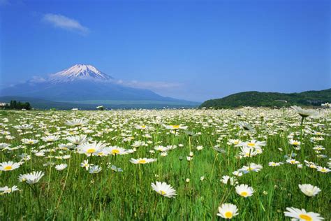 Chiaki, aoi and ena buy new camping gear, and they set out to go camping at lake yamanaka. Lake Yamanaka | ZEKKEI Japan