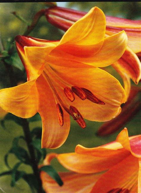 African Queen Trumpet Lily