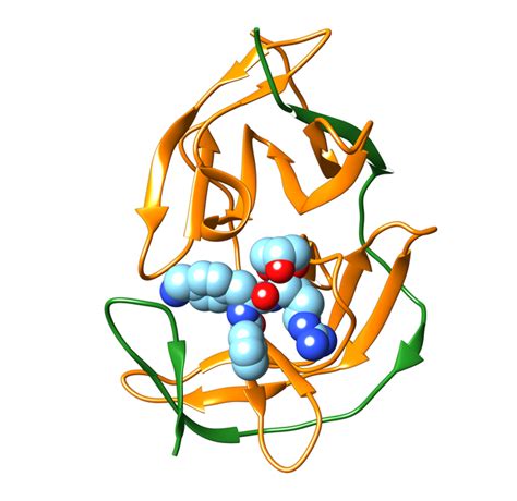 Proteases preferentially hydrolyze the peptide bonds of polypeptide substrates depending on the amino acids preceding and/or following the cleavage site. Dreidimensionale Struktur der Zikavirus-Protease ...