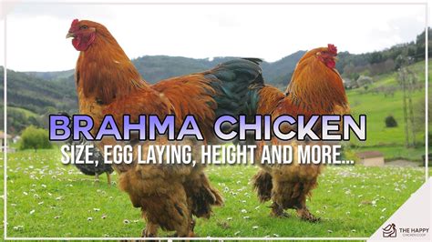 Brahma Chicken Size Egg Laying Height And More Youtube