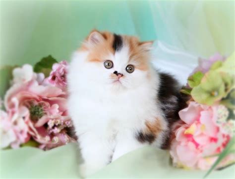 Classic Calico Persian Kitten ~ Ultra Rare Persian Kittens For Sale