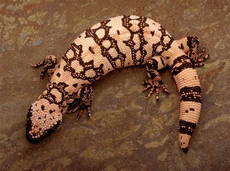 Lift your spirits with funny jokes, trending memes, entertaining gifs, inspiring stories, viral videos, and so much more. Reticulate gila monster clipart 20 free Cliparts ...