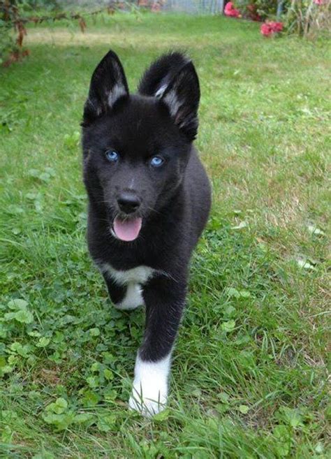 Best 25 Black Siberian Husky Ideas On Pinterest Siberian Husky Blue