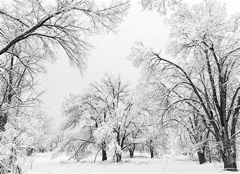 Winter Wonderland Along Cottonwood Trail Boulder Colorado Photograph