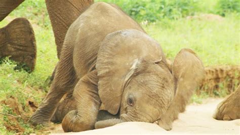 An Incredible Collection Of Baby Elephant Images In Full 4k Over 999