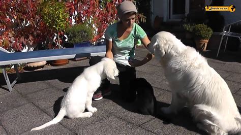 Hund Katz Dog And Cat Black And White Golden Retriever