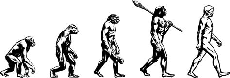 Theory Of Evolution Clipart Easy 10 Free Cliparts Download Images On