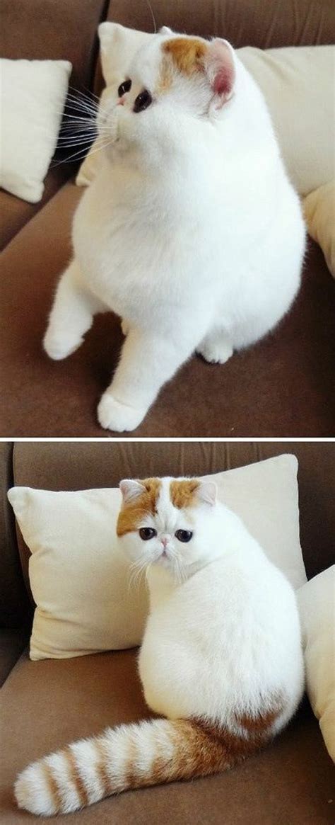 The american shorthair cat is moderately active. 10+ Most Popular Flat Faced Cat Breeds in The World | Cute ...