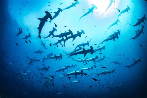 Sharks Galápagos Image National Geographic Your Shot Photo Of The Day