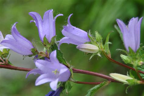 Maybe you would like to learn more about one of these? Glockenblume Foto & Bild | pflanzen, pilze & flechten ...