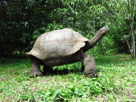 Help us preserve, protect, and restore galapagos. Deze dieren kun je perfect ontmoeten op de Galapagos ...