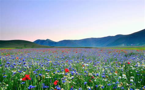 A collection of the top 51 flower field wallpapers and backgrounds available for download for free. Summer Flowers Wallpapers | PixelsTalk.Net
