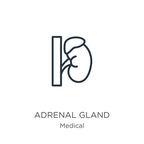 Adrenal Gland Labeled Images Stock Photos D Objects Vectors