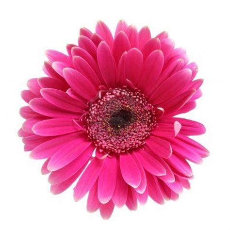 We would like to show you a description here but the site won't allow us. Pink Flower White Backgrounds - Wallpaper Cave