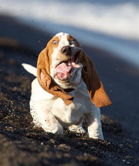 Nine Hilarious Photos Of Basset Hounds Running