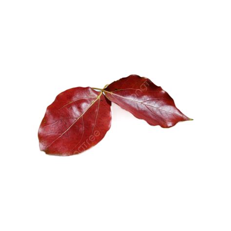 Two Autumn Red Leaves Red Fall Fallen Leaves Png Transparent Image