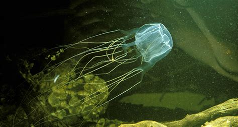 Box Jellyfish Fact 36310
