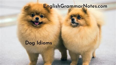 Dog Idioms List Of Dog Idioms With Meaning And Examples English