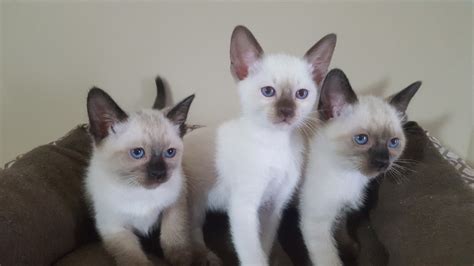 Tresor siamese & balinese cats is located in northern california, in a city called citrus heights. Siamese Cats For Sale | Wilmington, DE #276537 | Petzlover