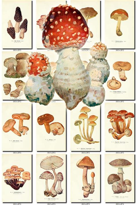 MUSHROOMS-24 Collection of 277 vintage images High resolution | Etsy ...