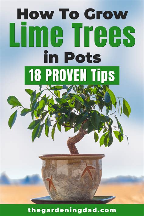 How To Grow Lime Trees In Pots 10 Easy Tips Potted Trees Lime Tree