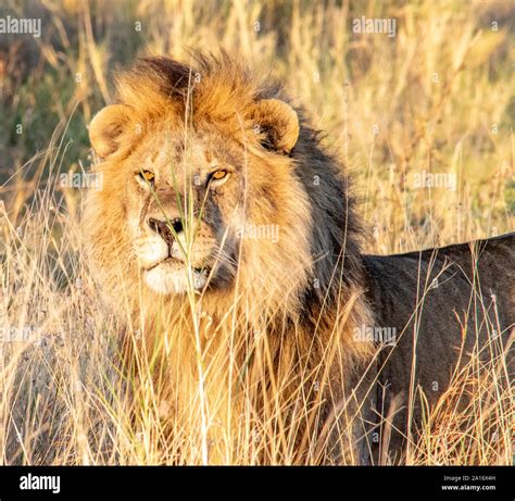 Majestic Lion With Mane In Golden Sunset Stock Photo Alamy