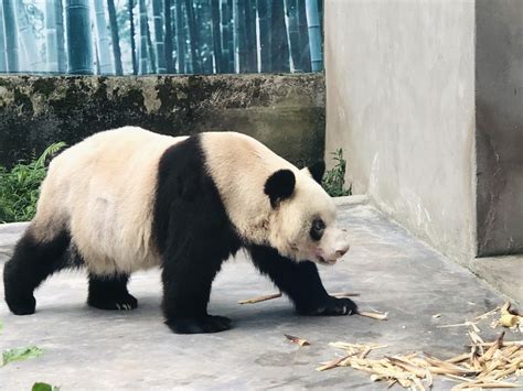 Worlds Oldest Captive Giant Panda Celebrates 38th Birthday China News