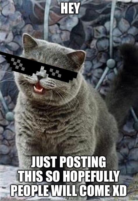 Cheezburger Cat Meme