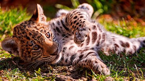 Hd Wallpaper Jaguar Cub Cute Baby Wild Animal Feline Mammal Cat