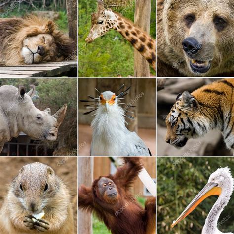 Animal Collage — Stock Photo 3055804