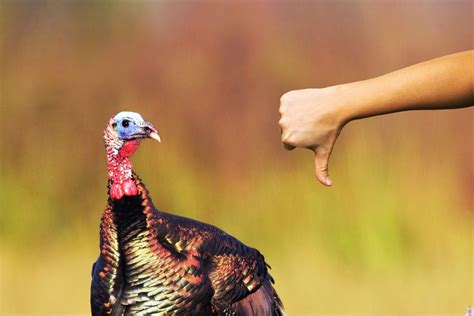 the science behind brining your thanksgiving turkey trendradars