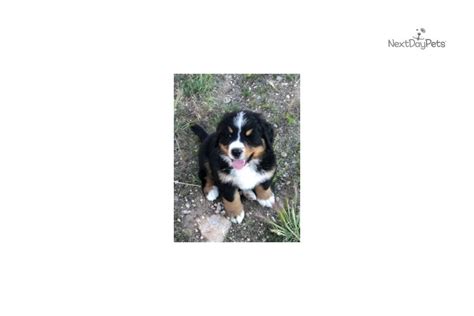 Cody Lghg Bernese Mountain Dog Puppy For Sale Near Wyoming F829e9fde1