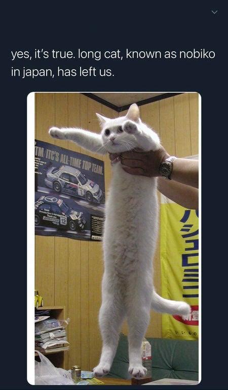 Long Cat Memes
