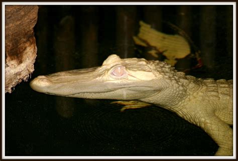 Hershey Pa You Can Name The Rare Albino Alligator At Zooamerica