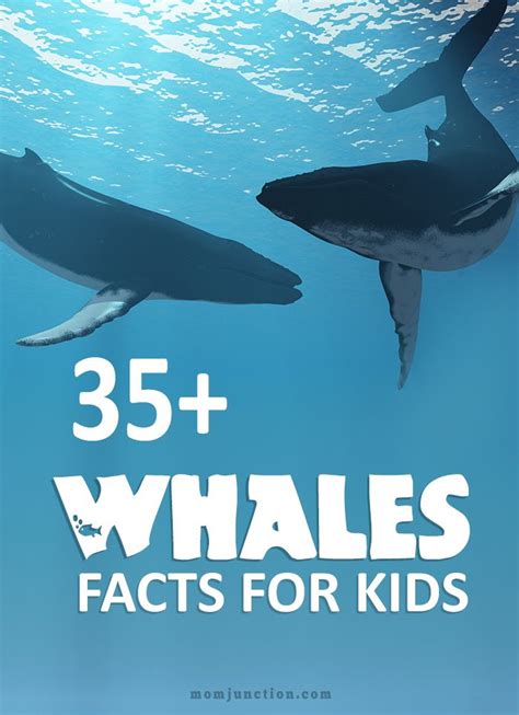 Interesting Facts And Information About Whales For Kids