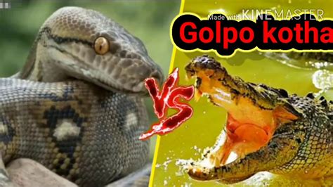 Crocodile Vs Anaconda Very Dangerous Fight Youtube