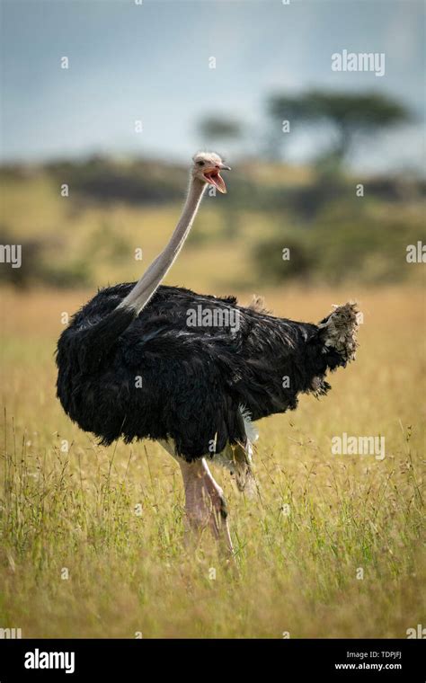 Common Ostrich Struthio Camelus Stands In Grass Opening Mouth