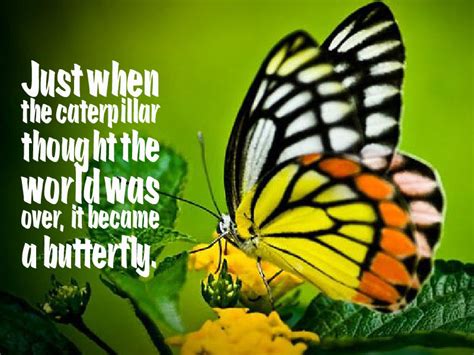 Butterfly Proverb About Life Awesome Quotes About Life