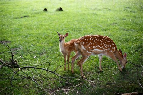 Baby Deer His Mother Grass Stock Photos Free And Royalty Free Stock