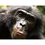 Scientists Capture Diverse Reactions Of Wild Apes To Camera Traps  BT