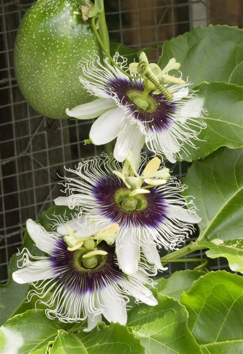 Passion Fruit Flowers Stock Photo Image Of Green Foliage 63192898