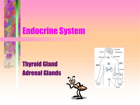 Ppt Endocrine System Powerpoint Presentation Free Download Id5718319