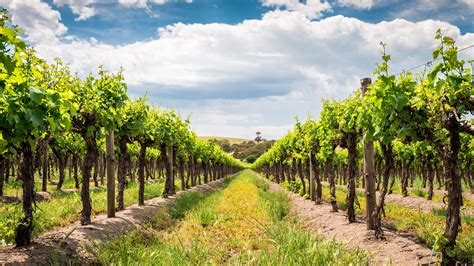 Best Vineyards In Australia Jacada Travel