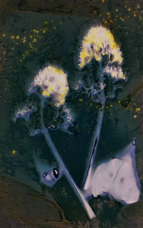 Speck Of Stardust Mandy Kerrs Wet Cyanotypes · Lomography Flower