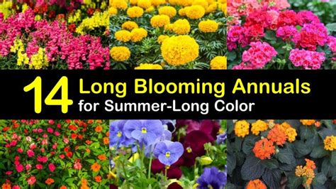 14 Long Blooming Annuals For Summer Long Color