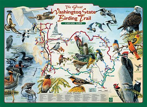 Birding Trails Knkx Public Radio