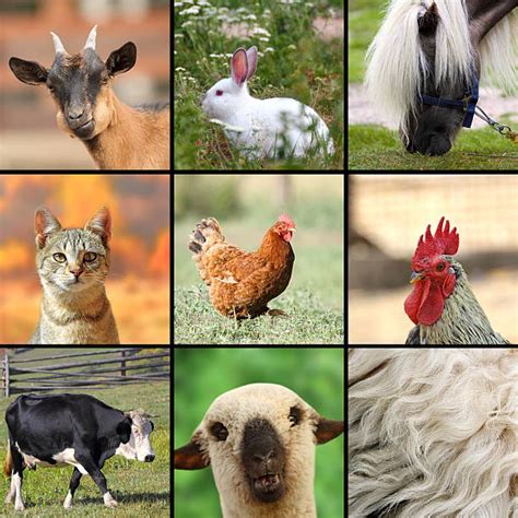 Collage Of Farm Animals Stock Photos Pictures And Royalty Free Images