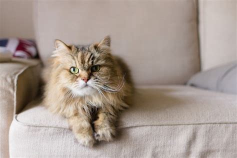 10 Cat Friendly Couch And Furniture Fabrics For Cat Hair And Claws Catster