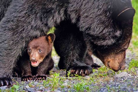 Mama Bear Crossing Road With Cubs Daily Paws